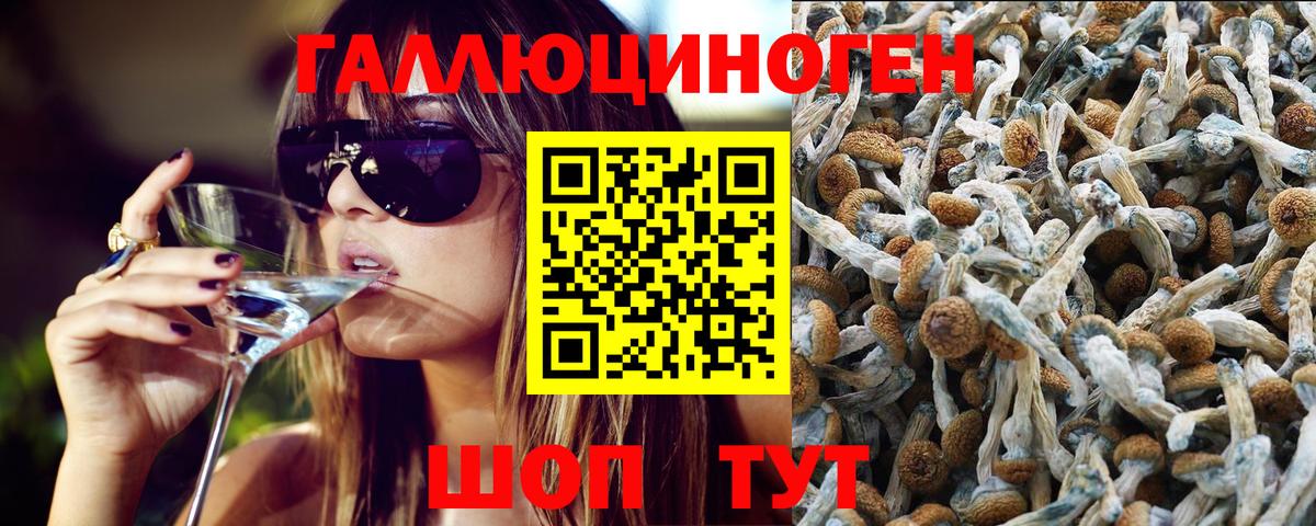 Псилоцибиновые грибы мицелий Майкоп